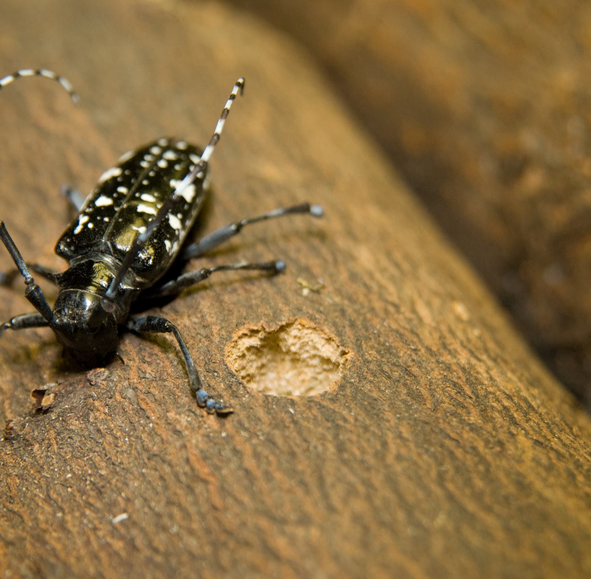 Asian Longhorned Beetle adult next to a round exit hole approximately 3/8 inch in diameter in tree bark