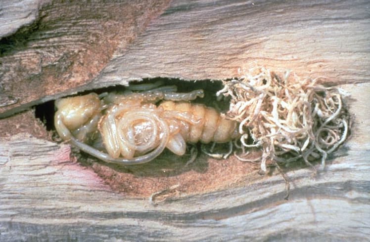 Asian Longhorned Beetle pupa inside log cross-section with larval frass from feeding galleries visible