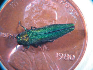 Emerald Ash Borer adult (Agrilus planipennis) — metallic emerald-green beetle approximately ½ inch long resting on bark