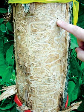 Ash tree showing severe canopy dieback from Emerald Ash Borer infestation — dead upper crown with sparse remaining foliage