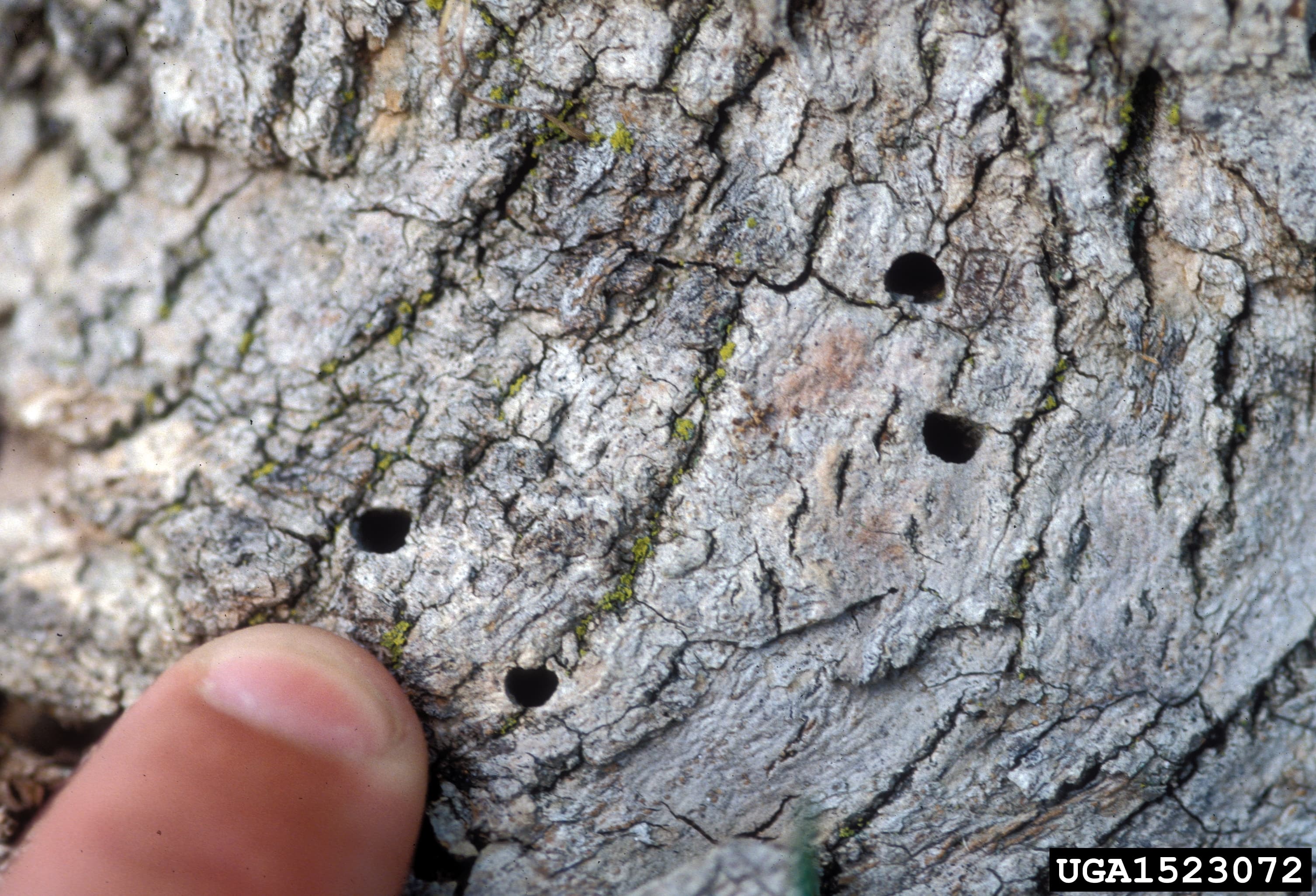 D-shaped exit hole made by emerging Emerald Ash Borer adult — approximately ⅛ inch wide in ash bark