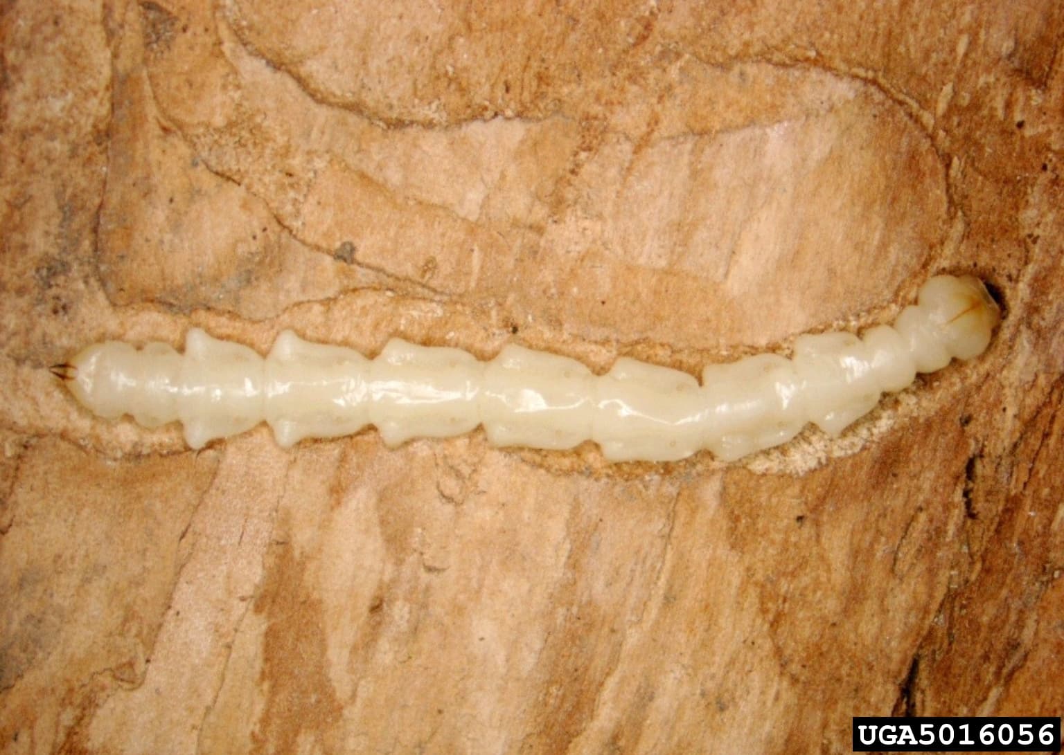 Emerald Ash Borer larva (Agrilus planipennis) — cream-colored, segmented, S-shaped larva under ash bark