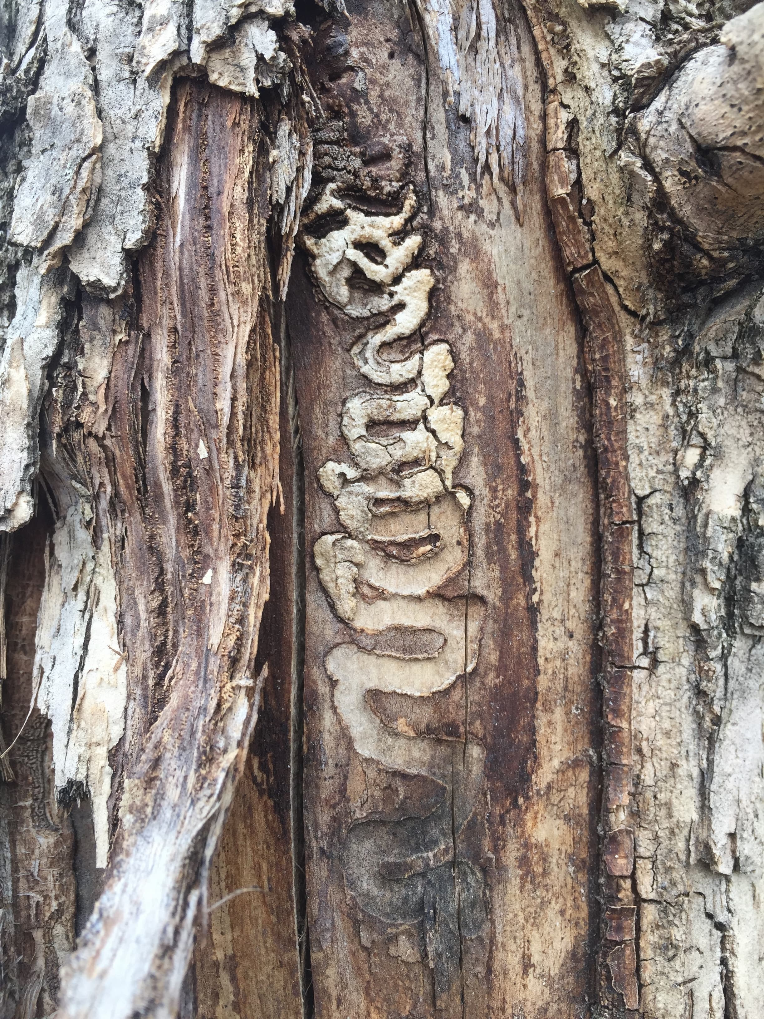Serpentine larval galleries of Emerald Ash Borer packed with frass visible under stripped ash bark