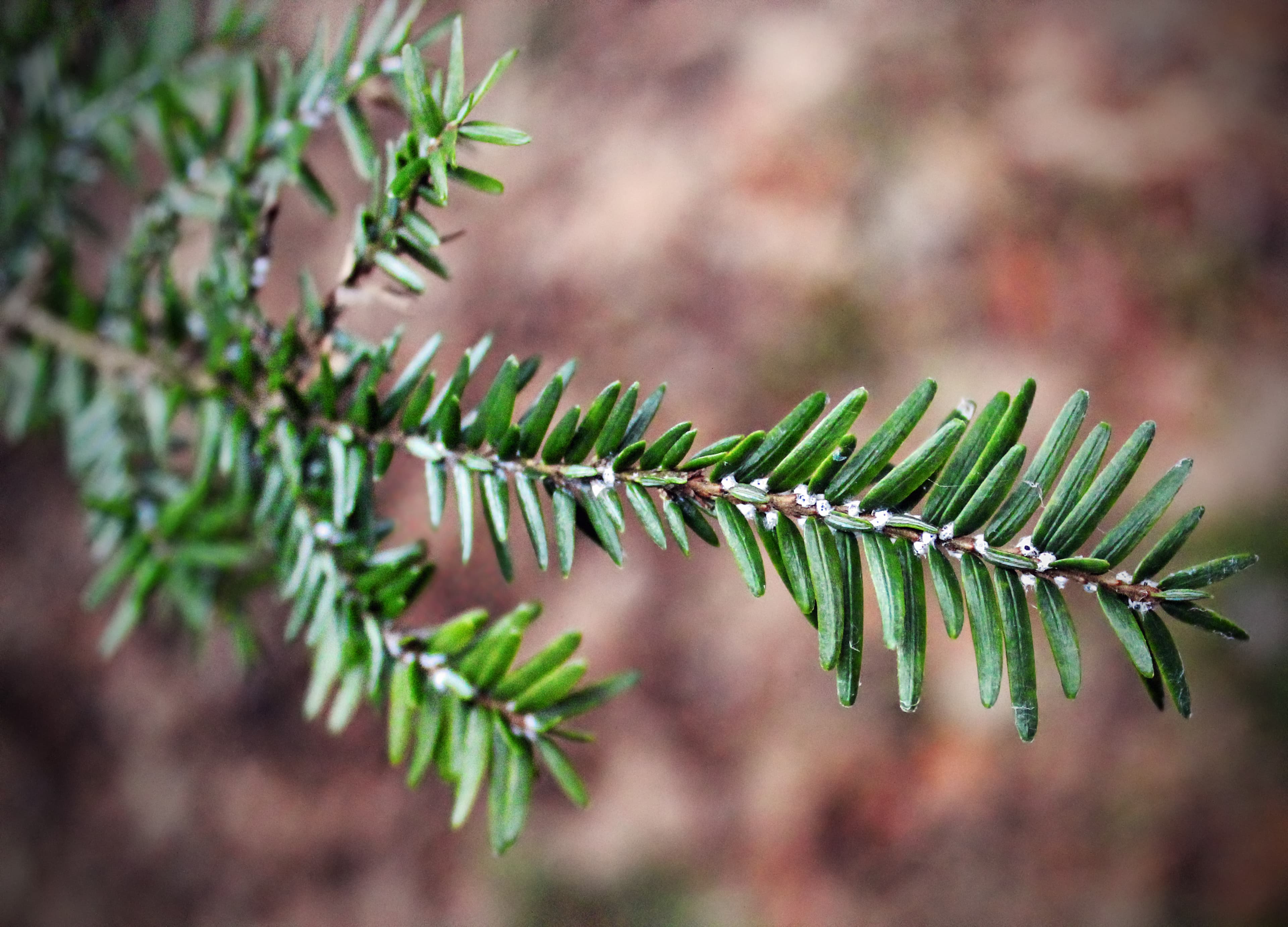 Eastern hemlock branch showing white woolly masses of Hemlock Woolly Adelgid (Adelges tsugae) at the base of needles