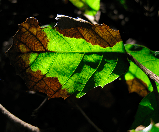 Phytophthora ramorum infection site in the United Kingdom showing characteristic brown leaf lesions on infected foliage, monitored by DEFRA