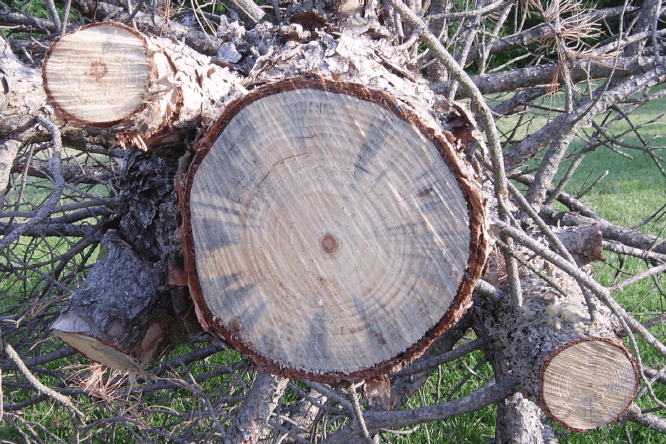 Cross-section of Austrian pine killed by pine wilt nematode (Bursaphelenchus xylophilus) showing characteristic brown discoloration in the sapwood