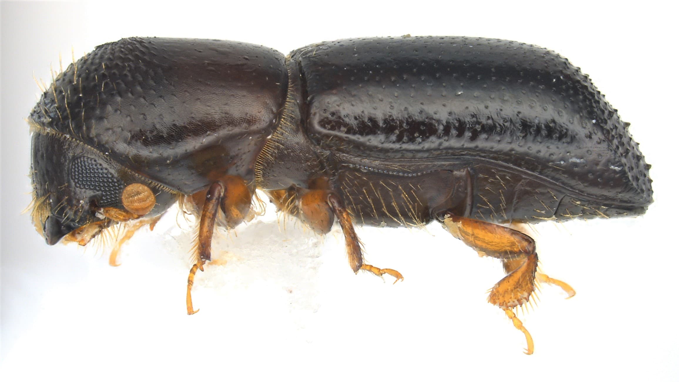 Xyleborus glabratus — Redbay Ambrosia Beetle lateral view showing small, dark brown body approximately 2mm long