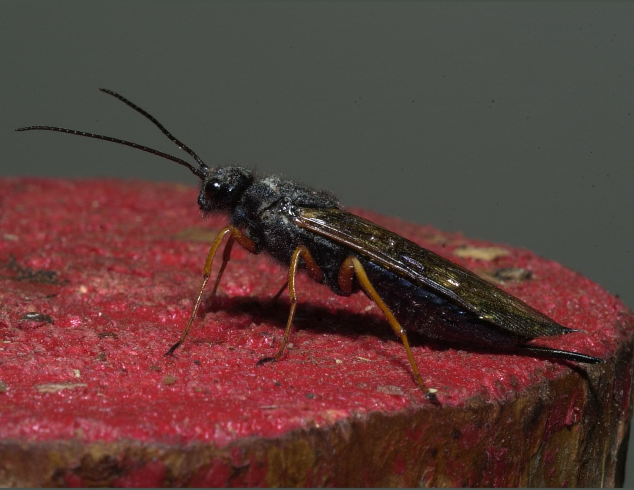 Sirex noctilio adult female woodwasp — large steel-blue and orange wasp with prominent ovipositor spike at the tail end