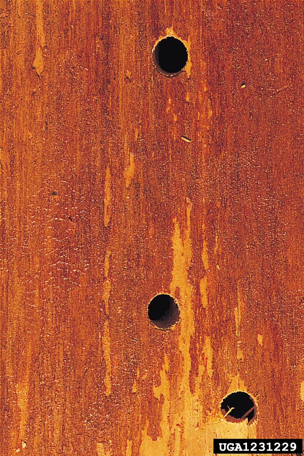 Pine tree trunk with Sirex noctilio emergence holes — perfectly round 5–8 mm holes in bark where adult woodwasps have exited