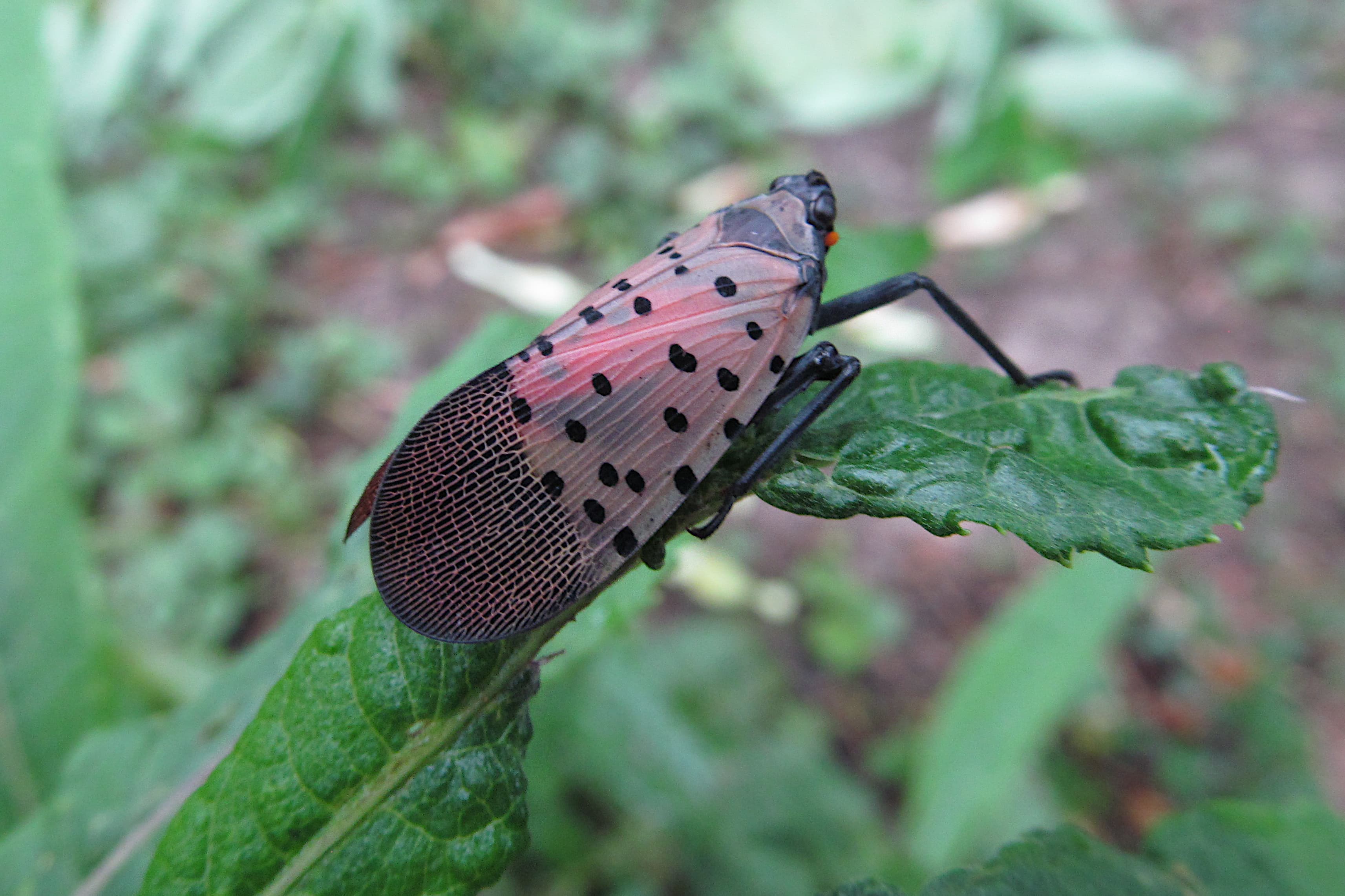 Adult Spotted Lanternfly (Lycorma delicatula) resting on a surface in Pittsburgh — showing grey-brown forewings with black spots and the distinctive body pattern