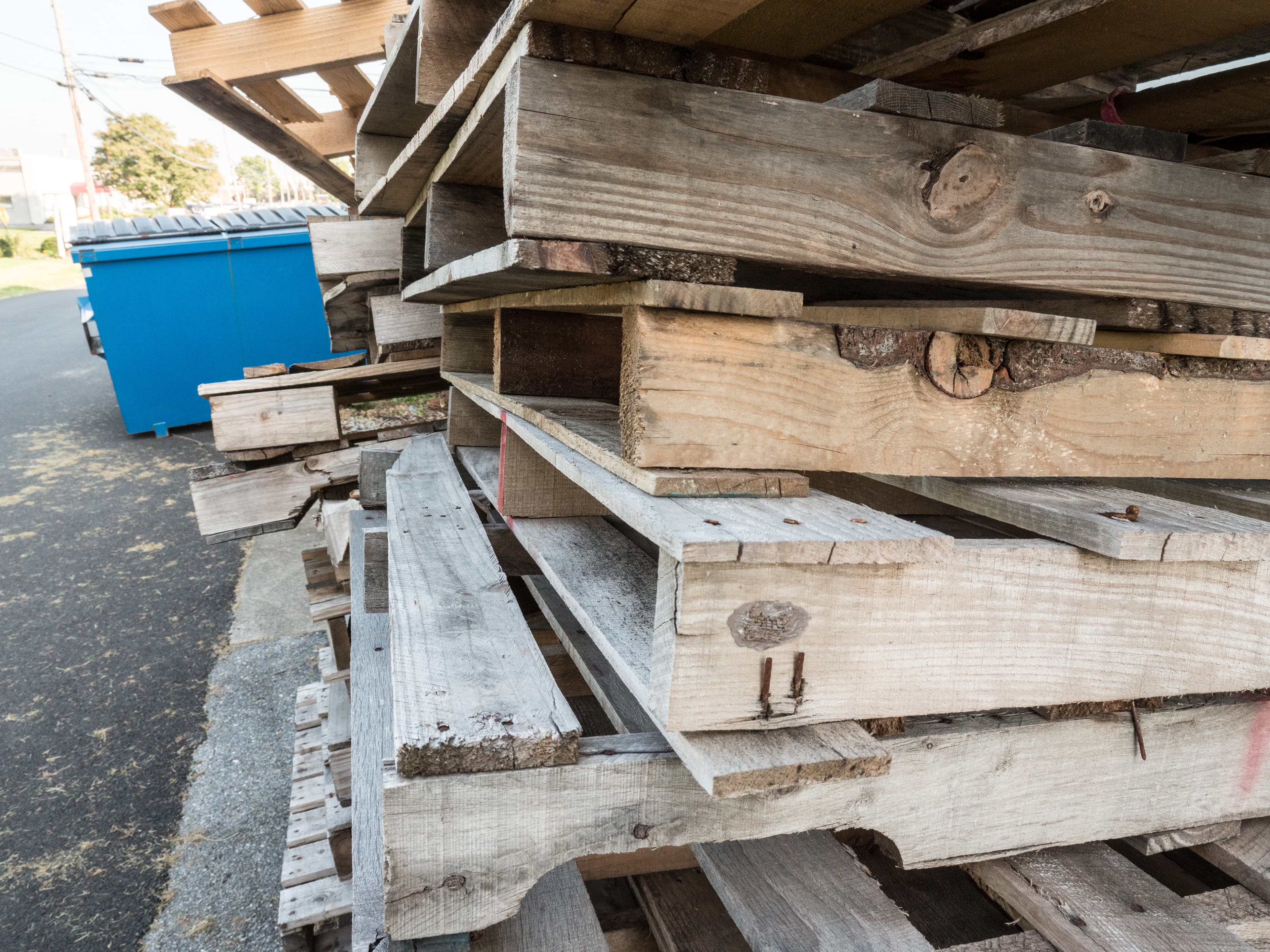 Multiple adult Spotted Lanternflies aggregating on wooden pallets and infested material — showing typical mass congregation behavior in Lancaster, Pennsylvania