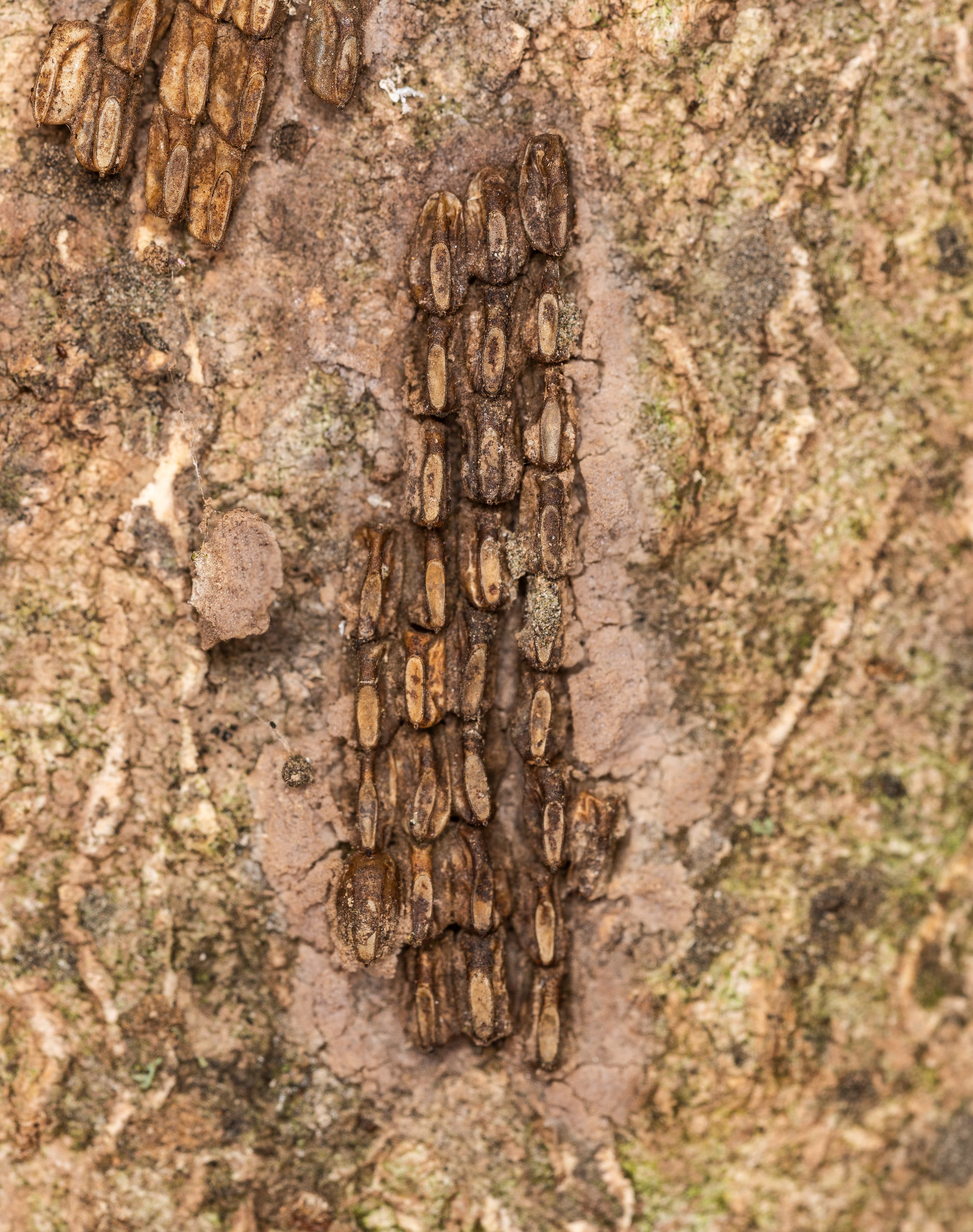 Spotted Lanternfly egg mass on tree bark — grey putty-like coating approximately 1 inch long with yellowish-brown eggs visible beneath the waxy seal