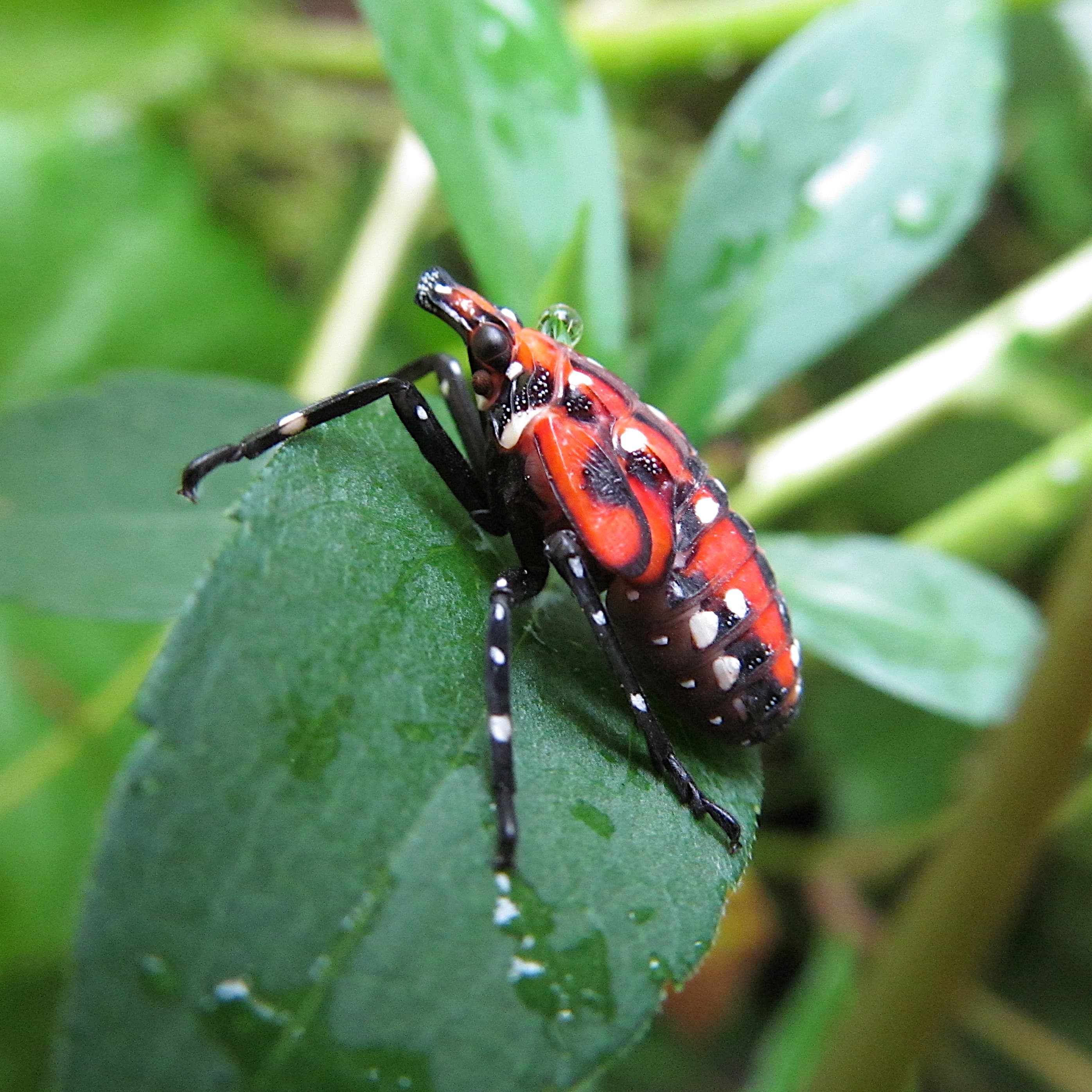 Late-stage (fourth-instar) nymph of Spotted Lanternfly in Pittsburgh — bright red body with black and white spotting before becoming an adult