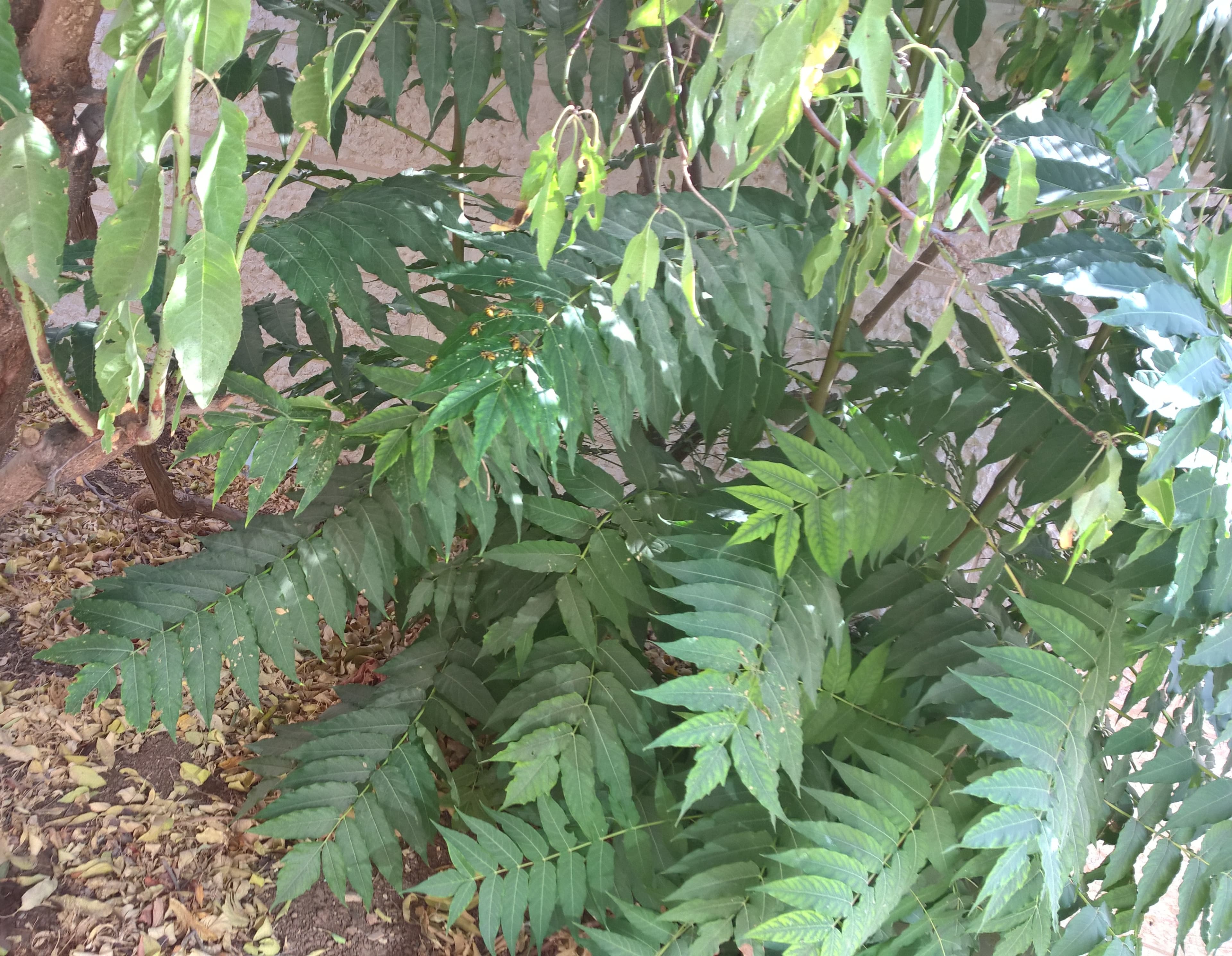 Ailanthus altissima (Tree of Heaven) stump sprouts — the invasive tree is the primary host and population reservoir for Spotted Lanternfly