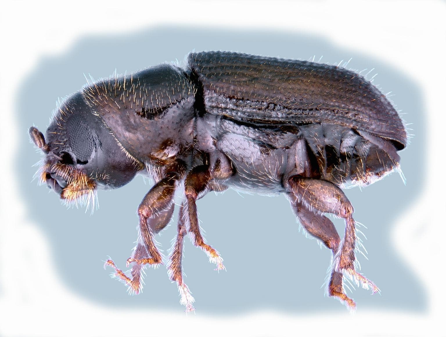 Southern Pine Beetle adult (Dendroctonus frontalis) — small reddish-brown bark beetle approximately 3mm long