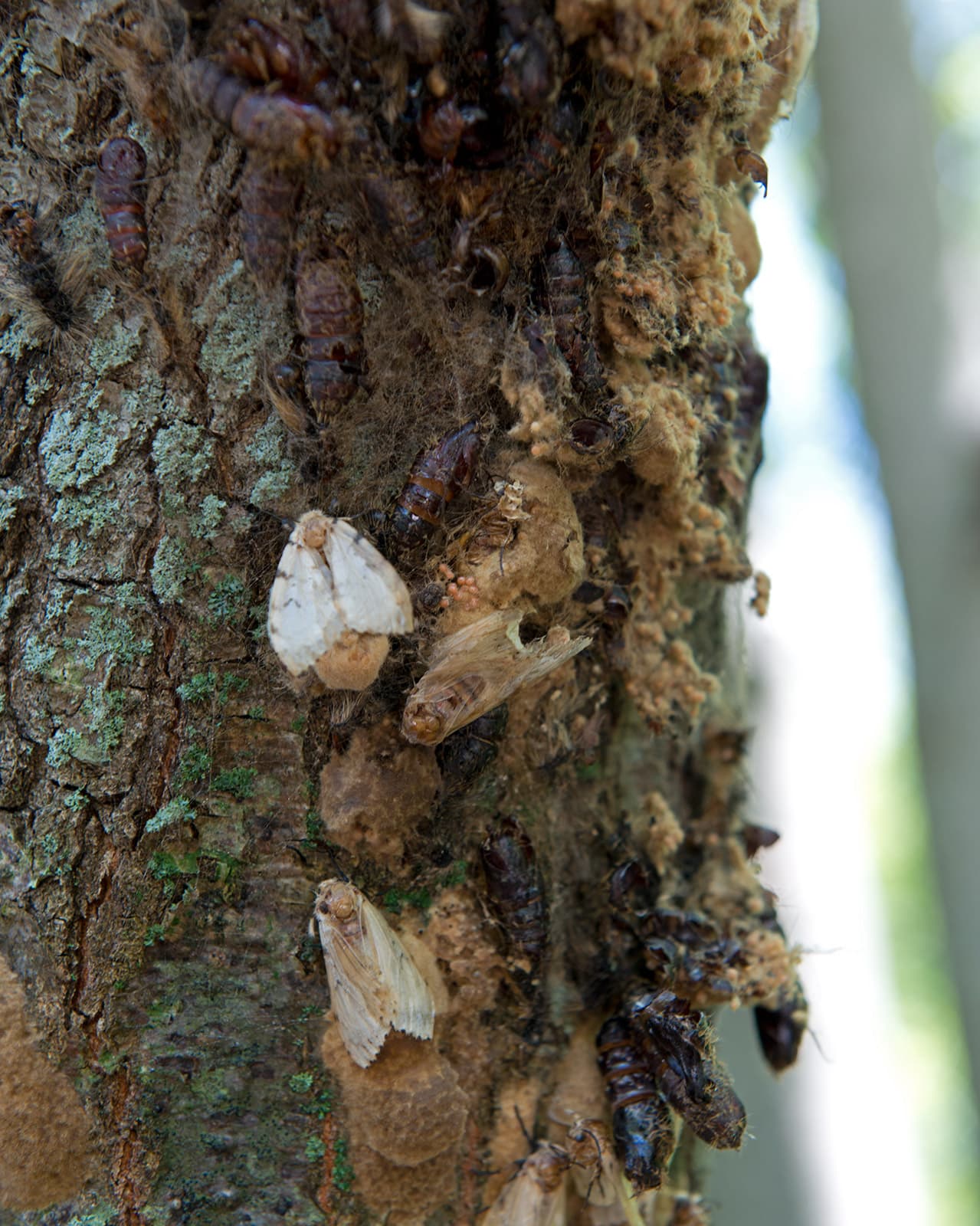 Spongy moth adult male with tan-brown wing patterning showing characteristic dark wavy bands