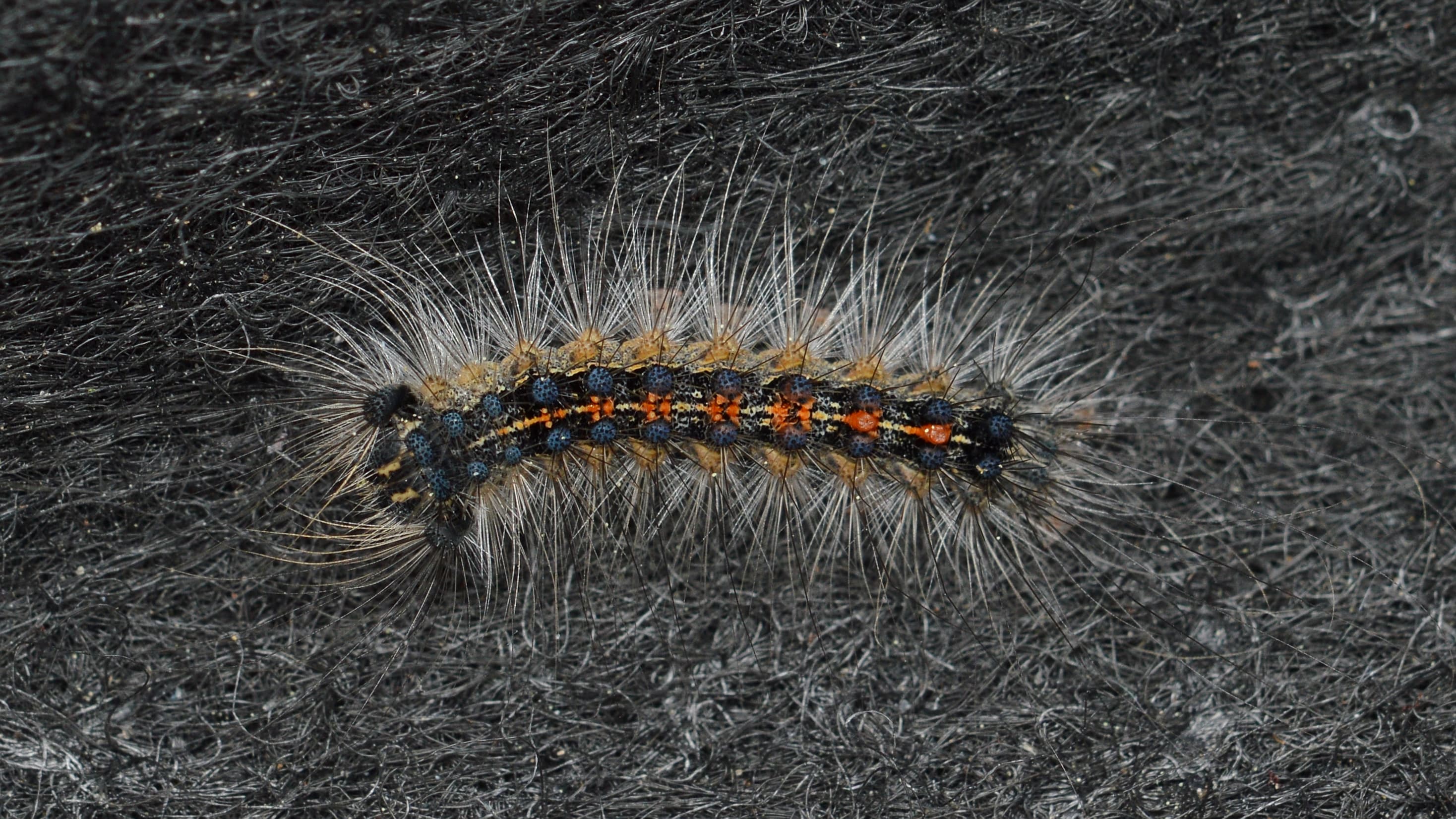 Spongy moth caterpillar (Lymantria dispar dispar) showing characteristic double row of blue and red spots along its back, on oak bark