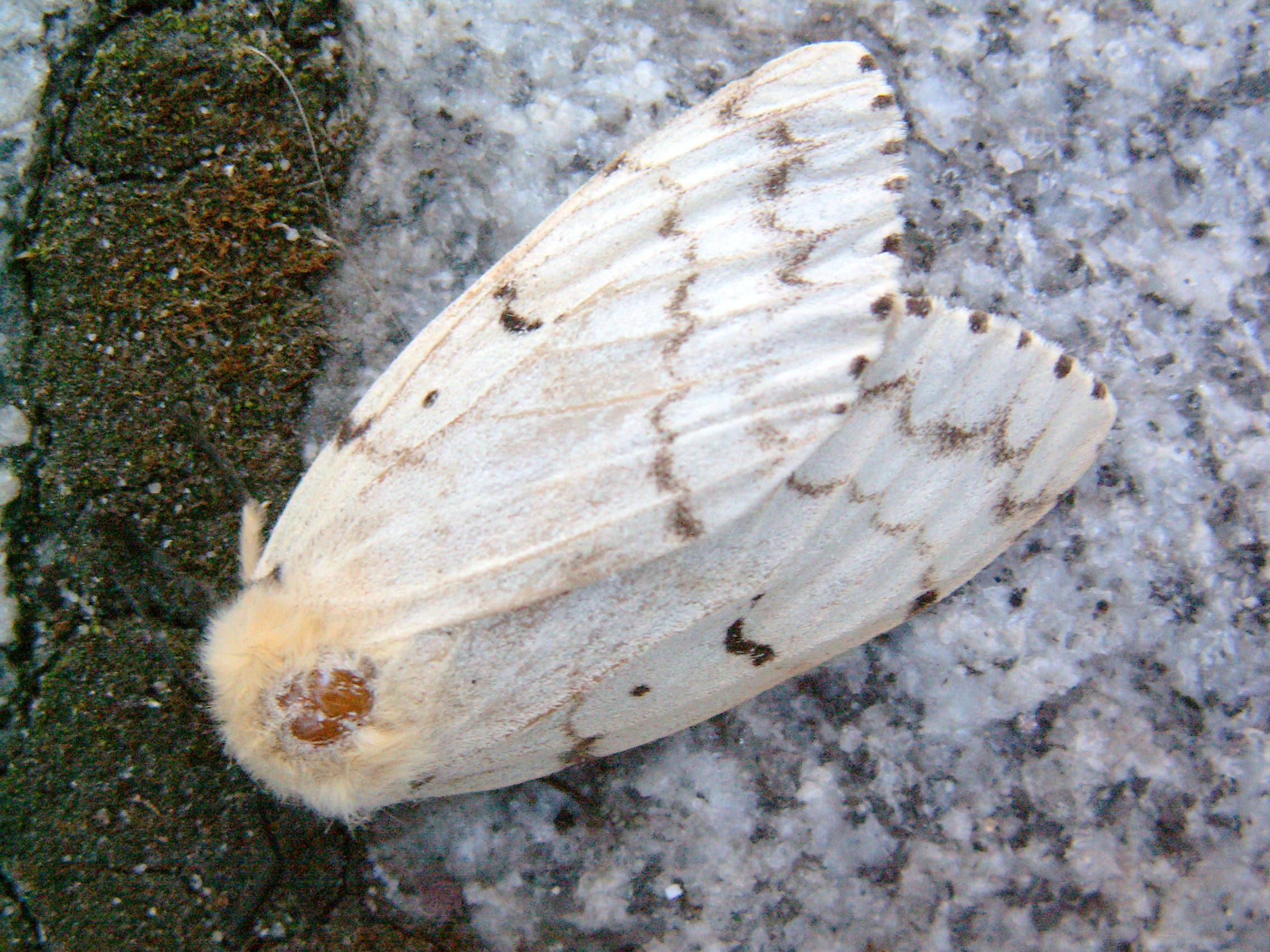 Spongy moth adult female (lighter, larger) on tree bark — females lay the buff-colored egg masses