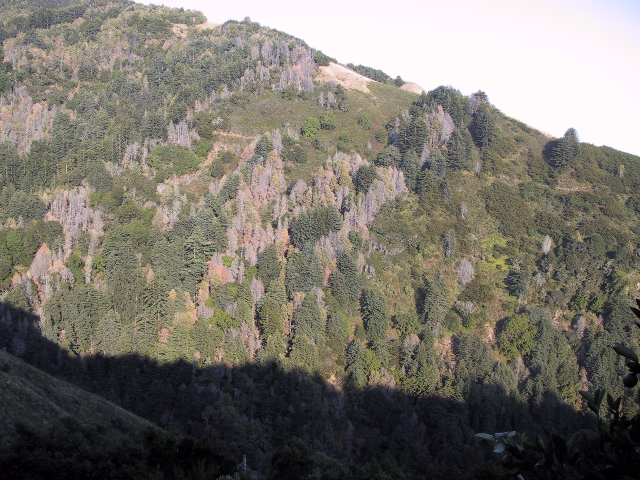Hillside in Big Sur, California with multiple dead and dying oaks killed by Sudden Oak Death (Phytophthora ramorum), showing the landscape-scale devastation of the disease