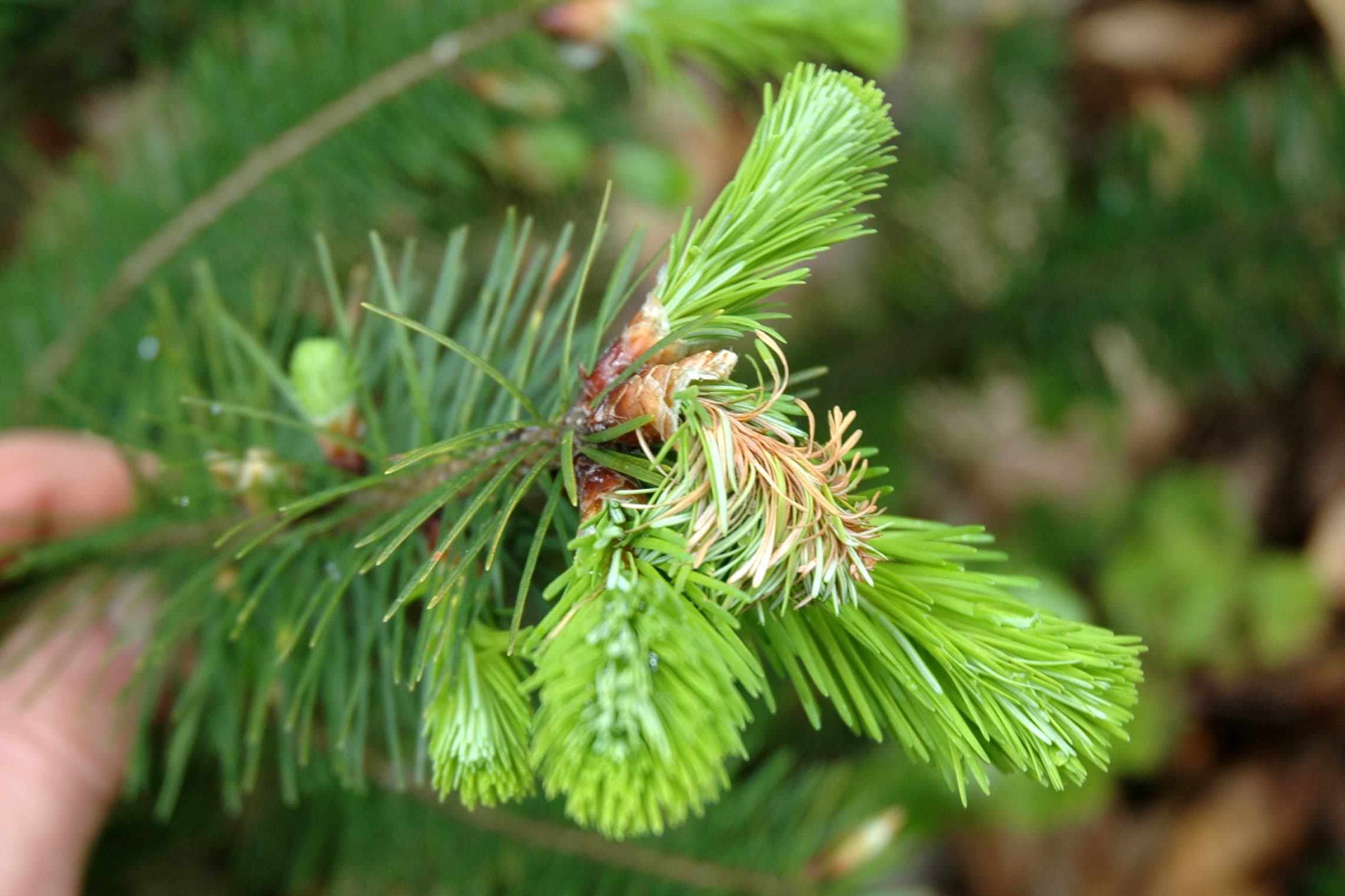 Sudden oak death shoot blight symptoms on Douglas-fir — brown, dead emerging shoot and needles showing characteristic tip dieback caused by Phytophthora ramorum