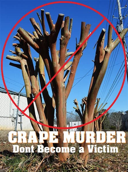 Crape murder — don't become a victim