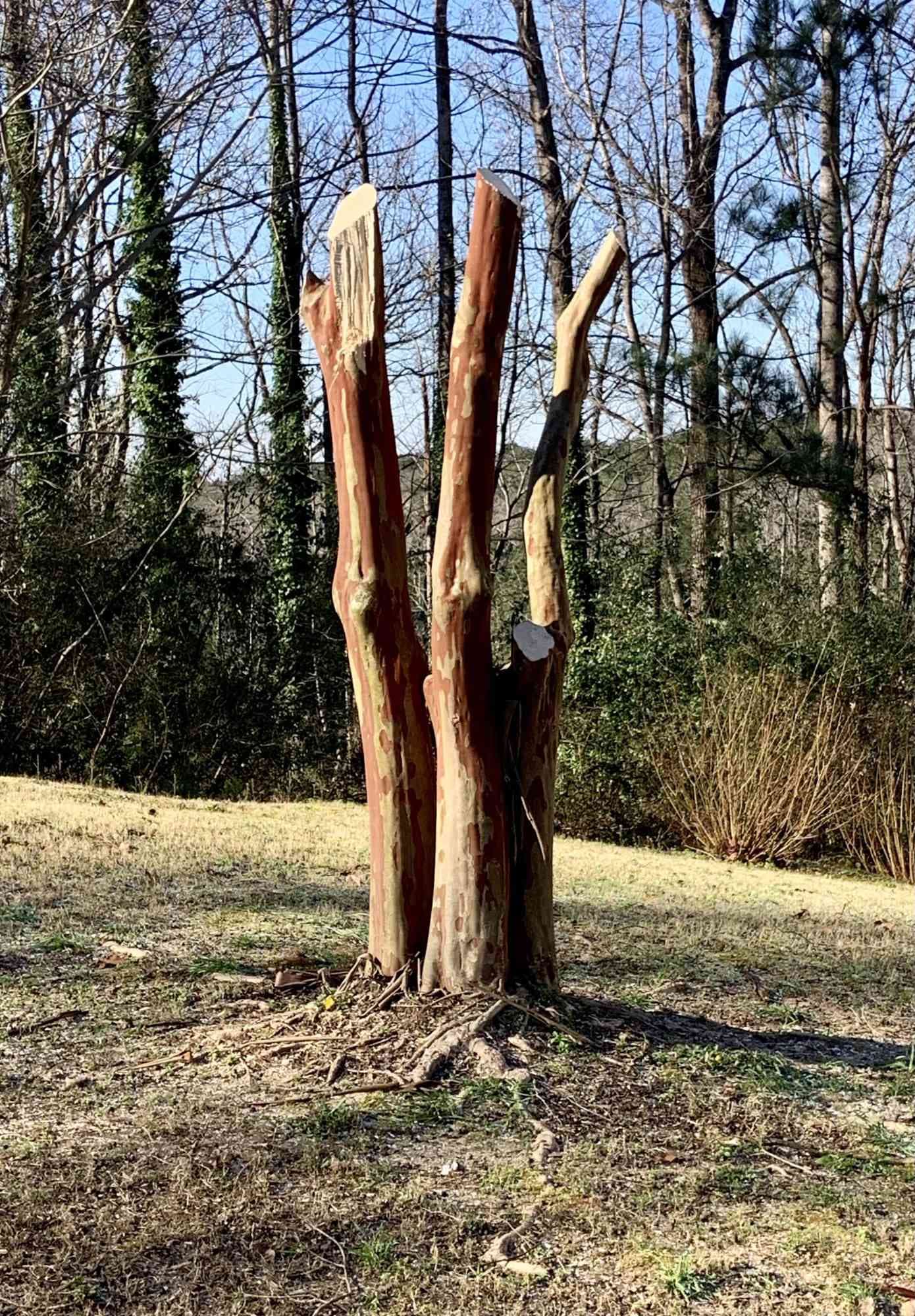 Crape myrtle severely topped showing split trunks and exposed heartwood — classic crape murder damage